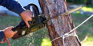 Best Fruit Tree Pruning  in Okeechobee, FL