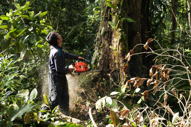 Okeechobee, FL Tree Care Services Company