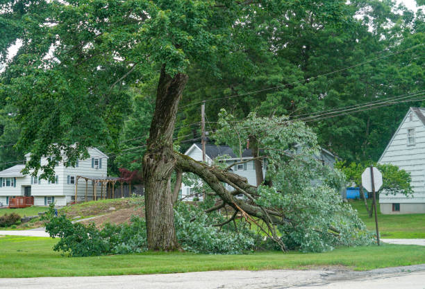 Best Stump Grinding and Removal  in Okeechobee, FL