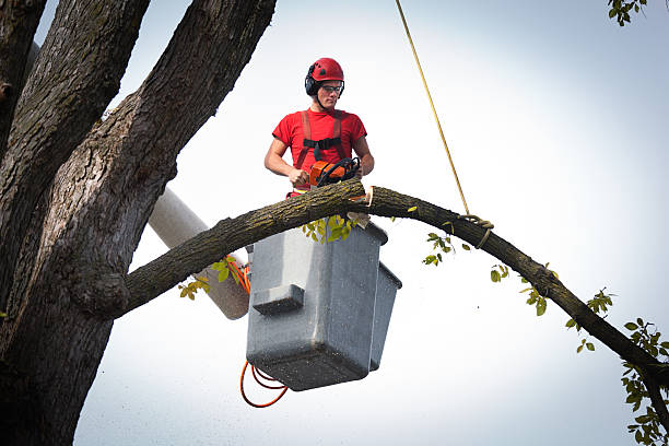 Best Commercial Tree Services  in Okeechobee, FL